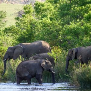 Nkomazi Game Reserve