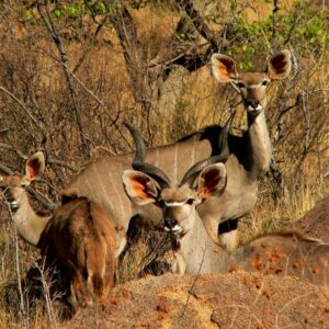 Huab Lodge & Bush Spa