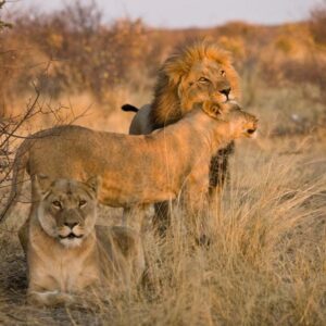 Grassland Safari Lodge