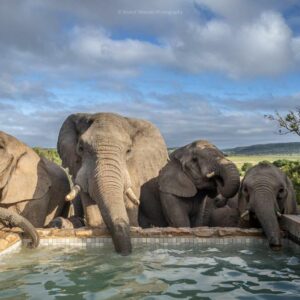 Hillsnek Safari Camp