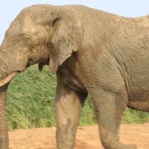 Elephants Footprint Lodge