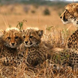 Sungulwane Private Safari Lodge