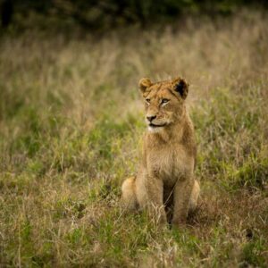 Hamiltons Tented Camp