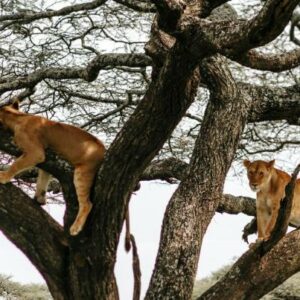 Ndutu Wilderness Camp