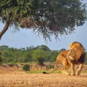 Kapama Southern Camp