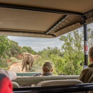 Safari Lodge (Amakhala Game Reserve)