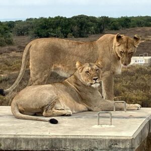 Kudu Ridge Game Lodge