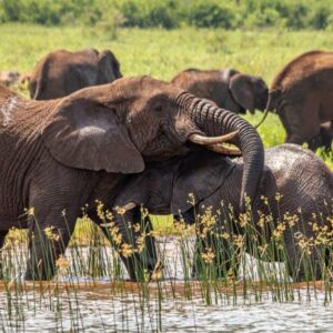 Africamps at White Elephant Safaris
