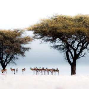 Etosha Omusati Lodge