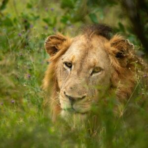 Skukuza Safari Lodge