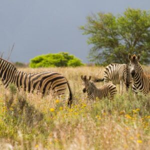 Stonehill River Lodge