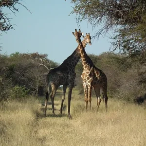 Sachsenheim Guest Farm