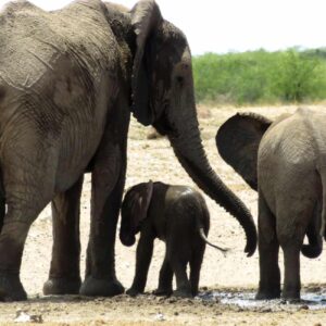 Etosha King Nehale Lodge
