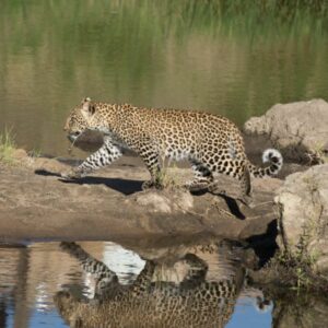 Serengeti North Wilderness Camp (Kogatende)