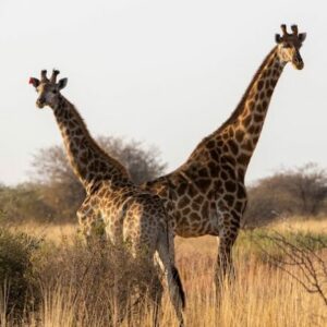 Sondela Nature Reserve