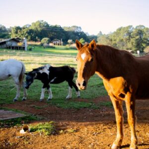 Africamps at Gowan Valley