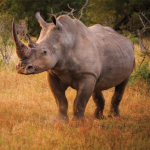 Ngala Private Game Reserve