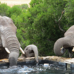 Hillsnek Safari Camp - Amakhala Game Reserve