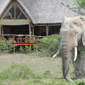 Amakhala Game Reserve - Bush Lodge