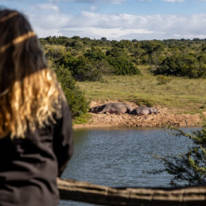 Hlosi Lodge - Amakhala Game Reserve