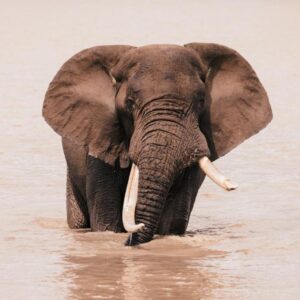Elephant Walk (Tented Camp)