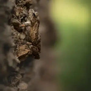 Singita Lebombo