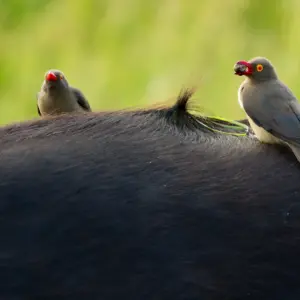 Singita Swendi