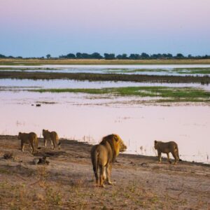Chobe Safari Lodge