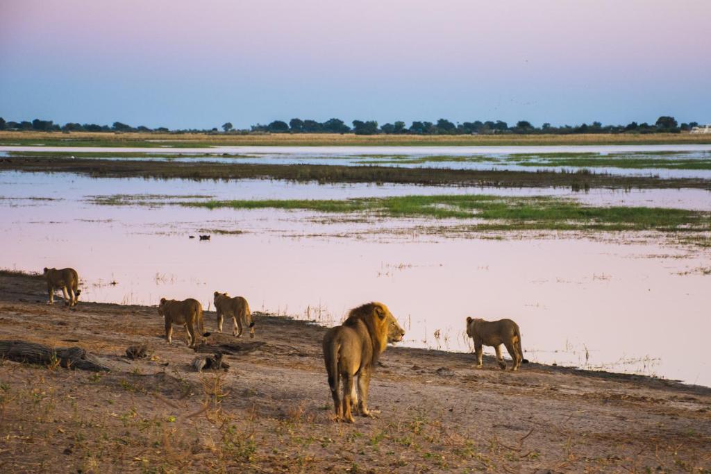 Chobe Safari Lodge