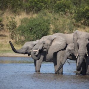 Idube Game Lodge