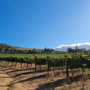 Kalamata Flatlet at 13 Olives Estate