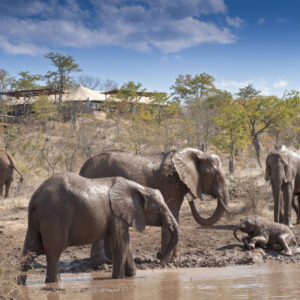 The Elephant Camp