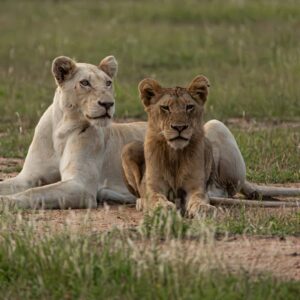 AndBeyond Ngala Safari Lodge