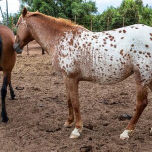 Tropic of Capricorn Guest Farm